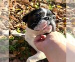 Small #1 French Bulldog Mix