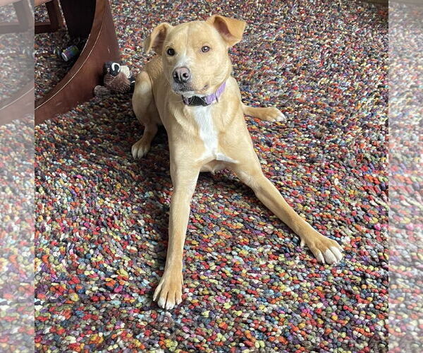 Medium Photo #1 Mutt Puppy For Sale in Brooklyn Center, MN, USA