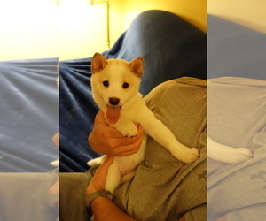 Shiba Inu Puppy for sale in WILLIMANTIC, CT, USA