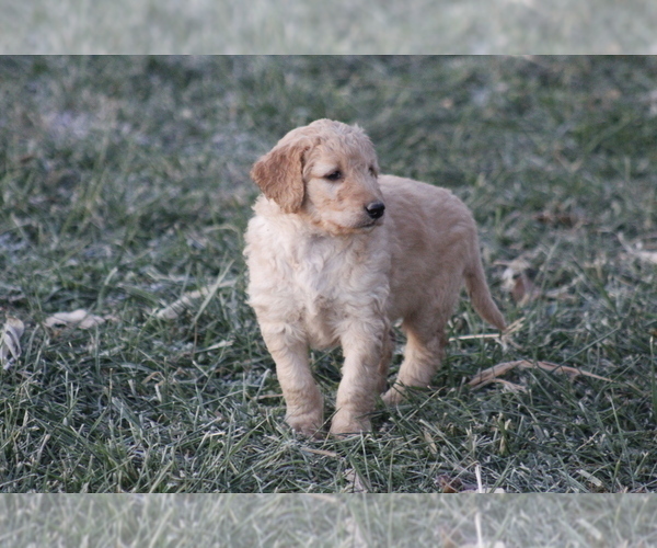 Medium Photo #8 Goldendoodle Puppy For Sale in MEMPHIS, MO, USA