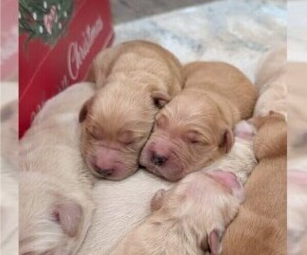 Medium Photo #2 Golden Retriever Puppy For Sale in SACRAMENTO, CA, USA