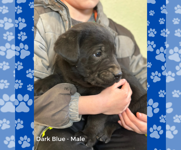 Medium Photo #3 Labrador Retriever Puppy For Sale in BROWERVILLE, MN, USA