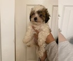 Small Photo #1 Shih-Poo-Zuchon Mix Puppy For Sale in GALENA, NV, USA