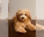 Small #12 Cavapoo