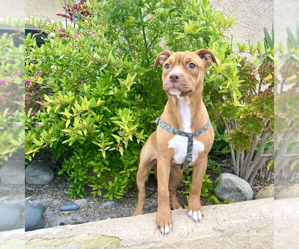 Medium Photo #1 American Staffordshire Terrier-Unknown Mix Puppy For Sale in San Juan Capistrano, CA, USA