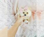 Small #13 Pomeranian