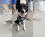 Small #7 Great Pyrenees Mix