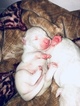 Small Photo #4 Dogo Argentino Puppy For Sale in LUTZ, FL, USA