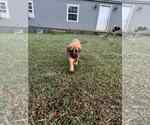 Small #2 Mastiff Mix