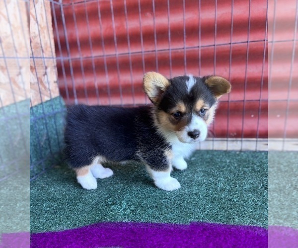 Medium Photo #1 Pembroke Welsh Corgi Puppy For Sale in CERES, CA, USA