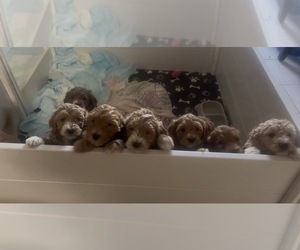 Goldendoodle (Miniature) Litter for sale in LOVES PARK, IL, USA