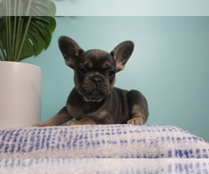 French Bulldog Puppy for sale in INDIANAPOLIS, IN, USA