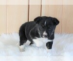 Small Photo #3 German Shepherd Dog-Siberian Husky Mix Puppy For Sale in FREDERICKSBURG, OH, USA
