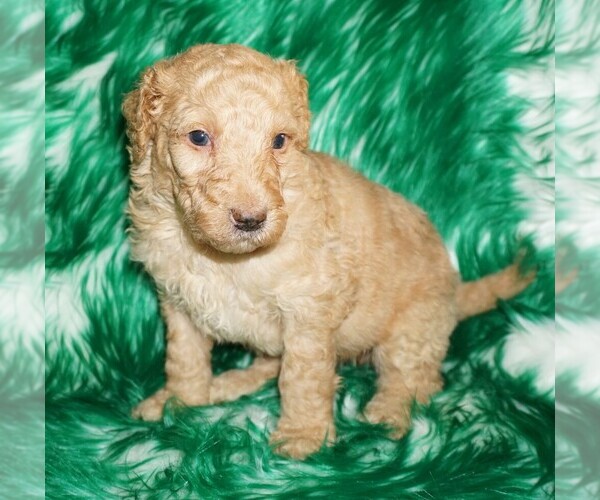 Medium Photo #1 Labradoodle Puppy For Sale in LA HABRA, CA, USA
