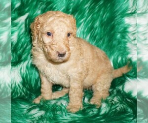 Labradoodle Puppy for sale in LA HABRA, CA, USA