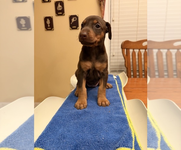 Medium Photo #1 Doberman Pinscher Puppy For Sale in PECK, KS, USA