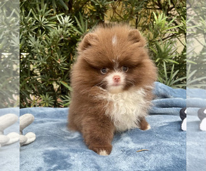 Pomeranian Puppy for sale in SUNNY ISL BCH, FL, USA