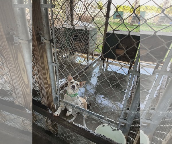 Medium Photo #7 - Mix Puppy For Sale in Arlington, VA, USA