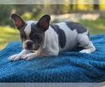 Small French Bulldog