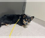 Small #3 Pembroke Welsh Corgi