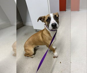 Basset Hound-Unknown Mix Dogs for adoption in Fairbanks, AK, USA