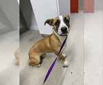 Small Basset Hound Mix