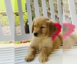 Puppy Bella Golden Retriever