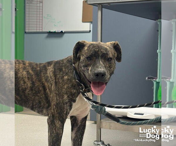 Medium Photo #4 Retriever -Unknown Mix Puppy For Sale in Washington, DC, USA