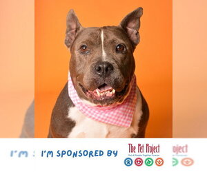 American Staffordshire Terrier-Unknown Mix Dogs for adoption in Fort Lauderdale, FL, USA
