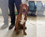 Small Labrador Retriever Mix