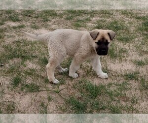Anatolian Shepherd-Great Pyrenees Mix Puppy for sale in ELBERT, CO, USA