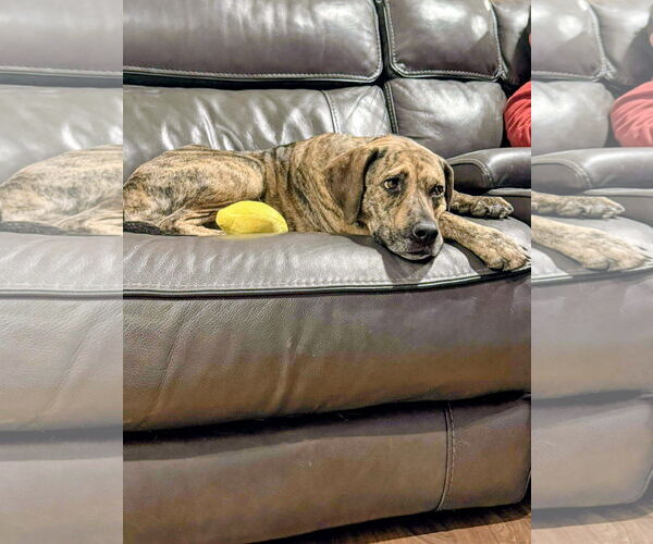 Medium Photo #6 Mountain Cur-Unknown Mix Puppy For Sale in Rockaway, NJ, USA