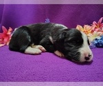 Small #5 Border Collie