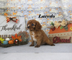 Small #17 Cavalier King Charles Spaniel