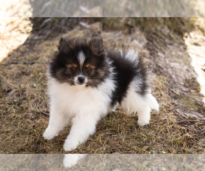Pomeranian Puppy for sale in NAPPANEE, IN, USA