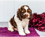 Small #2 Cocker Spaniel