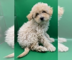 Medium Cavapoochon (Miniature)