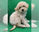 Puppy Puppy 1 Cavapoochon (Miniature)