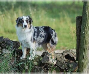 Mother of the Australian Shepherd puppies born on 09/19/2025