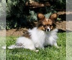 Small #3 Papillon