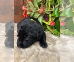 Small #15 Labrador Retriever