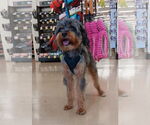 Small #7 Australian Terrier Mix
