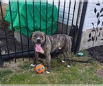 Small #38 American Pit Bull Terrier-Mountain Cur Mix
