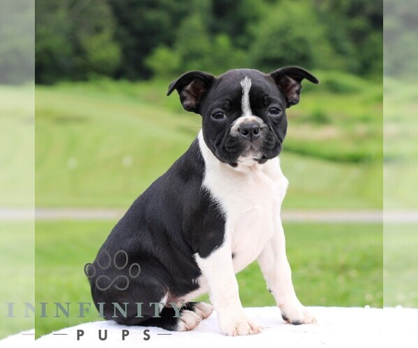 Medium Photo #6 Boston Terrier Puppy For Sale in MANHEIM, PA, USA