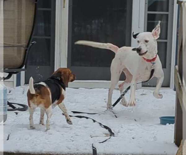 Medium Photo #3 Great Dane-Labrador Retriever Mix Puppy For Sale in Plainfield, IL, USA