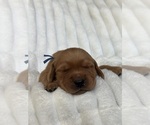 Small #2 Golden Retriever