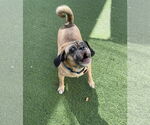 Small #1 Puggle