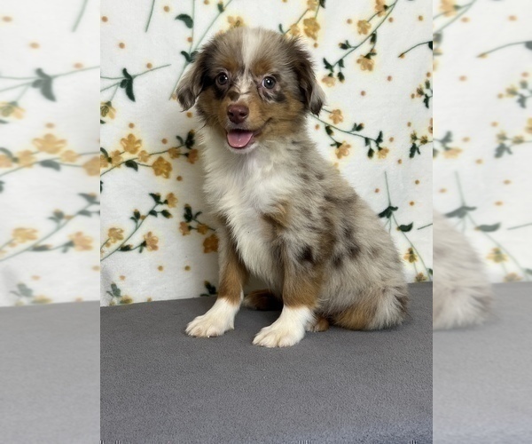 Medium Photo #1 Miniature Australian Shepherd Puppy For Sale in MARTINSVILLE, IN, USA
