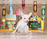 Puppy Barbie Chihuahua