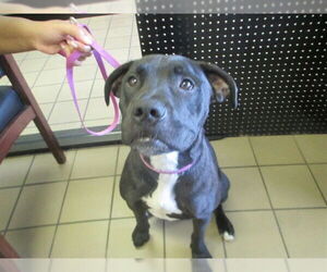 American Pit Bull Terrier Dogs for adoption in Ocala, FL, USA